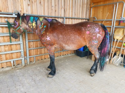 Bunte Pferde