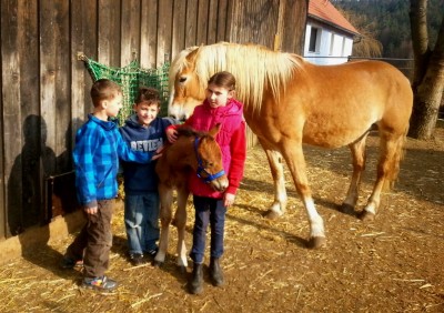 Umgang mit dem Pferd